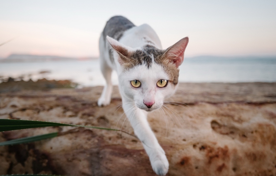 Кошка вид сверху