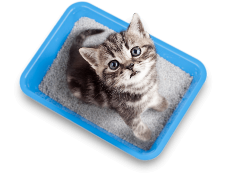 Лоток для котят