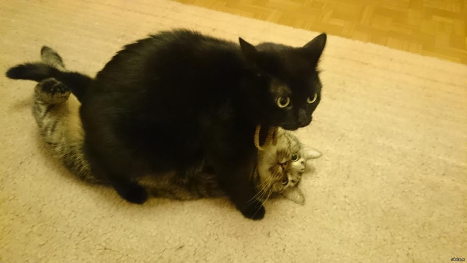 Кот сверху на кошке