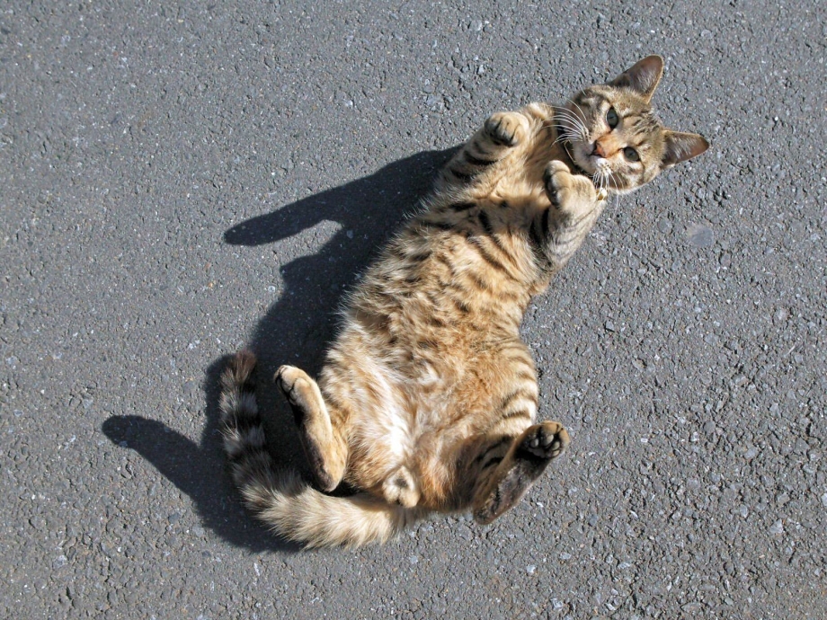 Кот лежит на спине