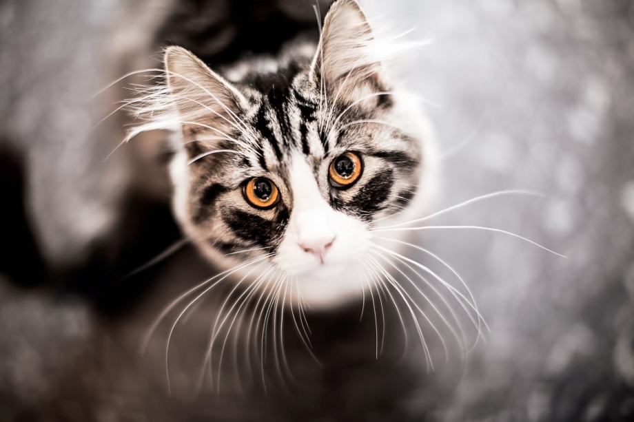 Мордочка котенка