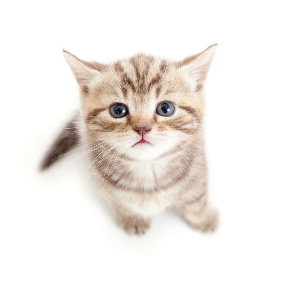 Котик сверху