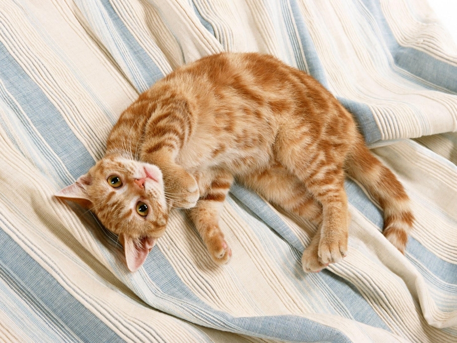 Котенок лежит