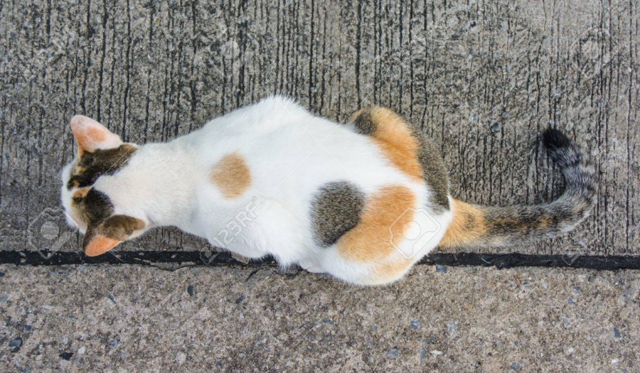 Худой кот вид сверху