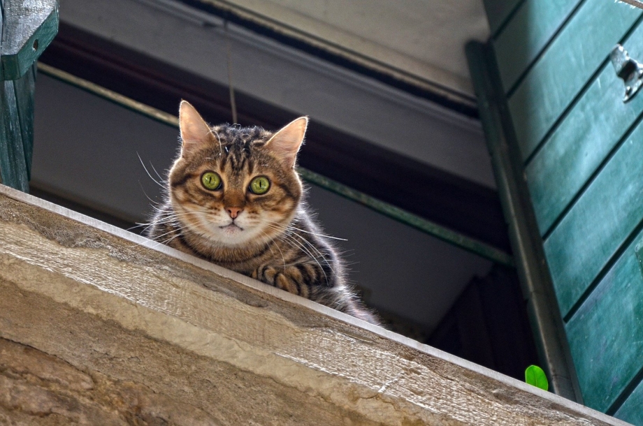 Котик выглядывает из окна