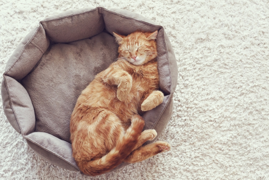 Рыжий кот лежит