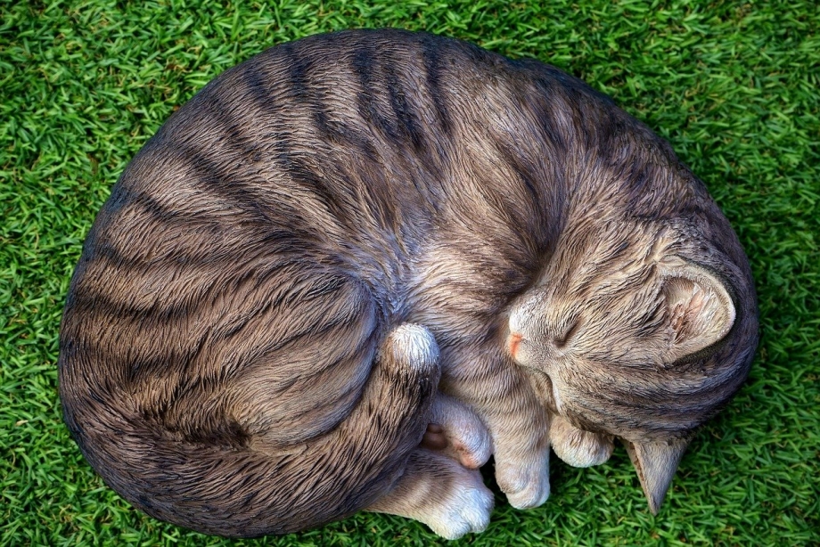 Кошка свернулась клубком