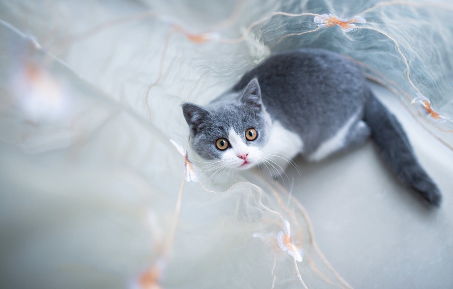 Кот на сером фоне