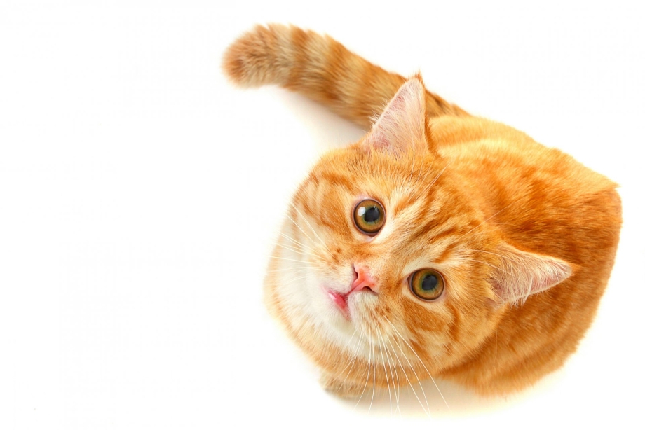 Рыжий котёнок