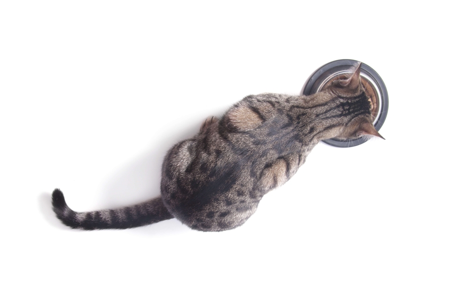 Кошка лежит вид сверху