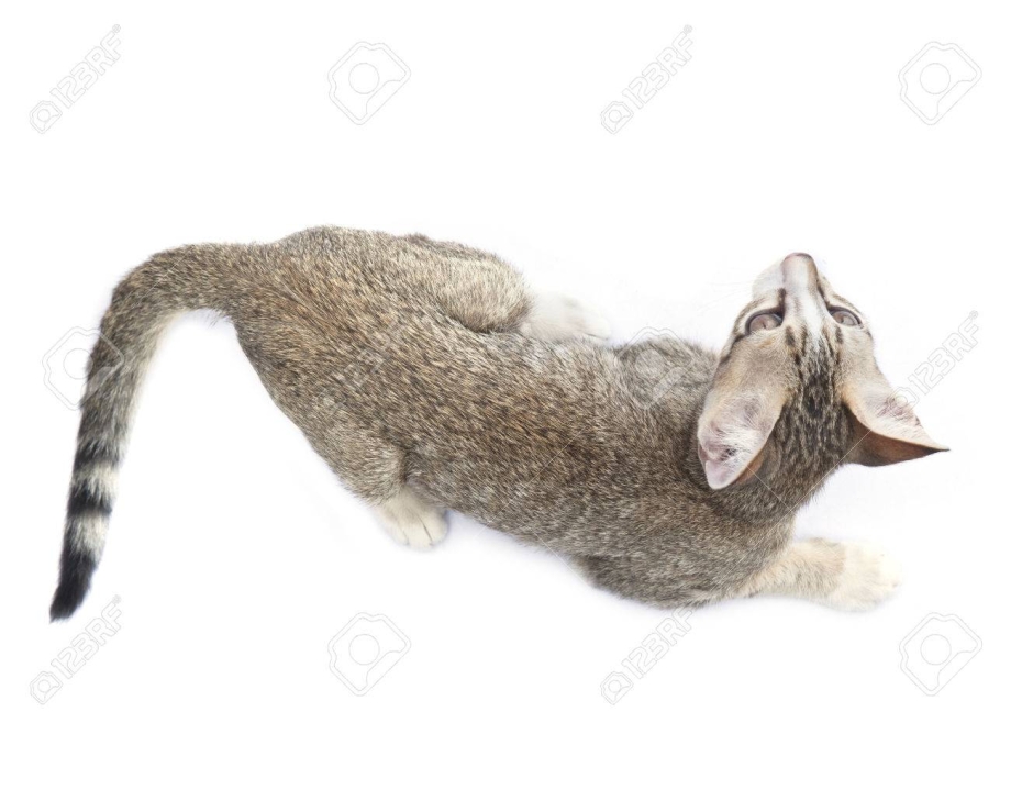 Кот сверху