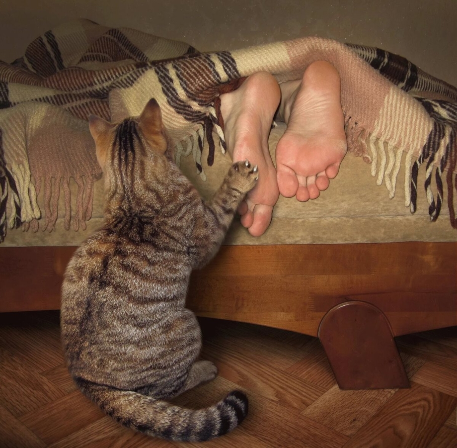 Котенок на ноге