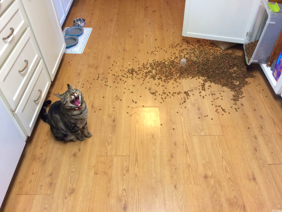 Шумный кот