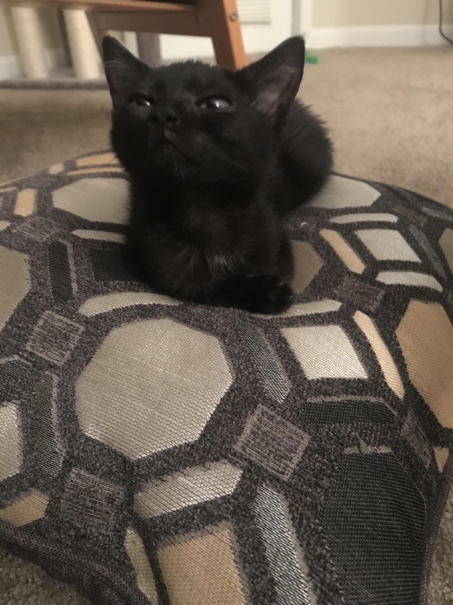 Котик кричит в дверях