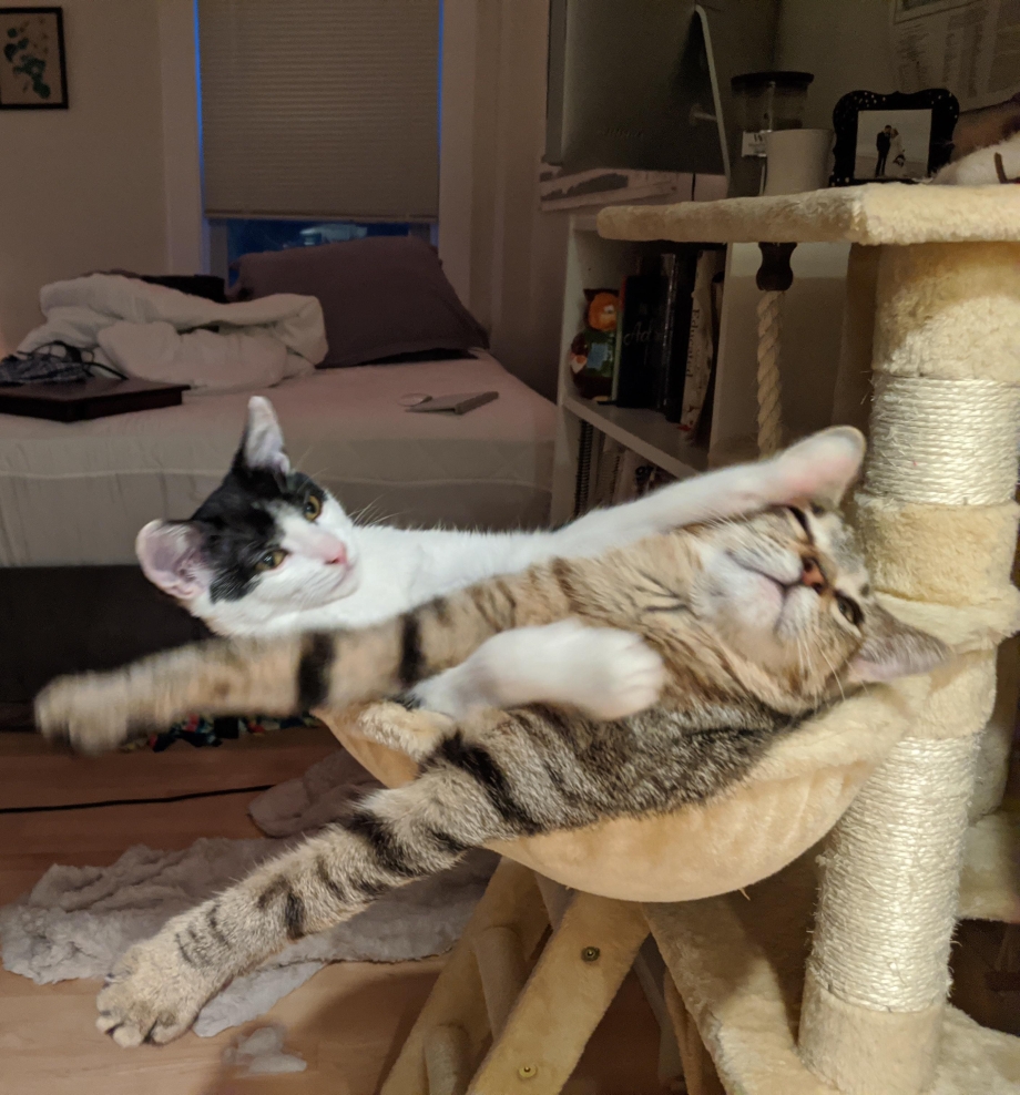 Зачем орут коты