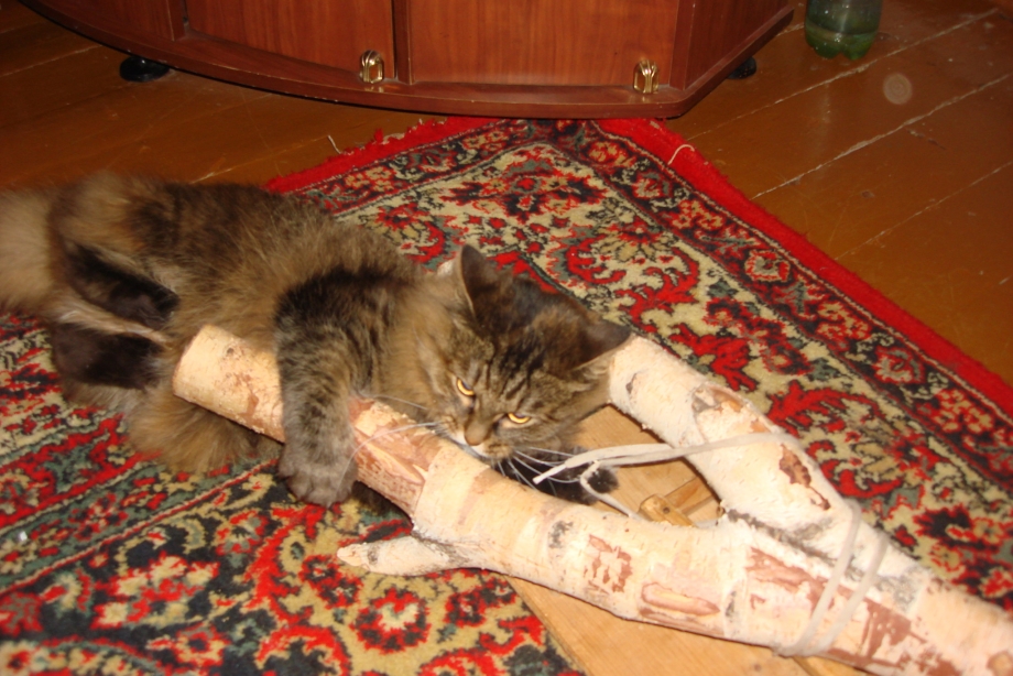 Сутулая кошка