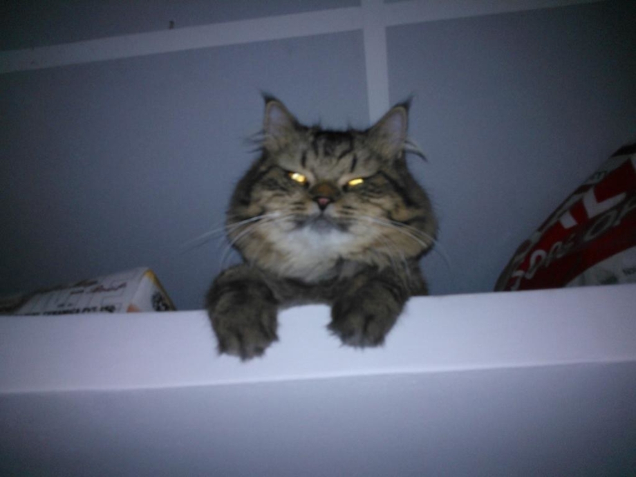 Юмор ФМ коты