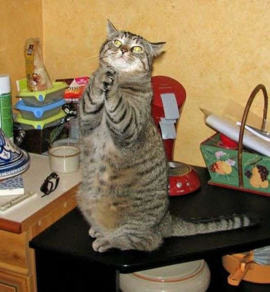 Кот кричит ночью