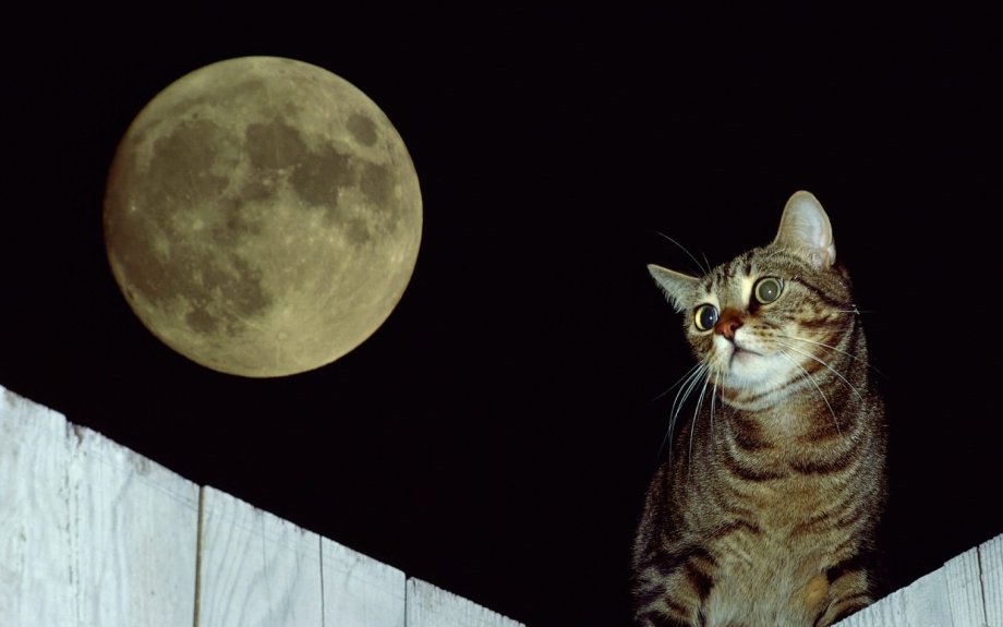 Кошка выглядывает