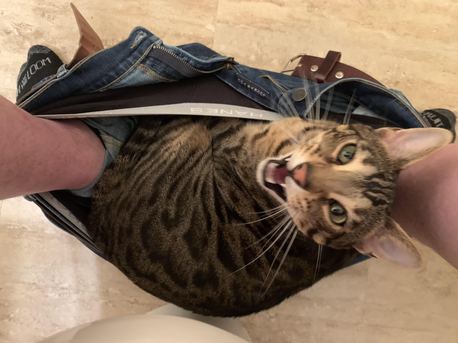 Кошка хочет кота