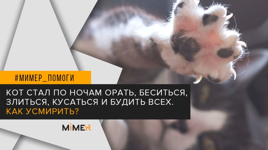 Кот орет ночью