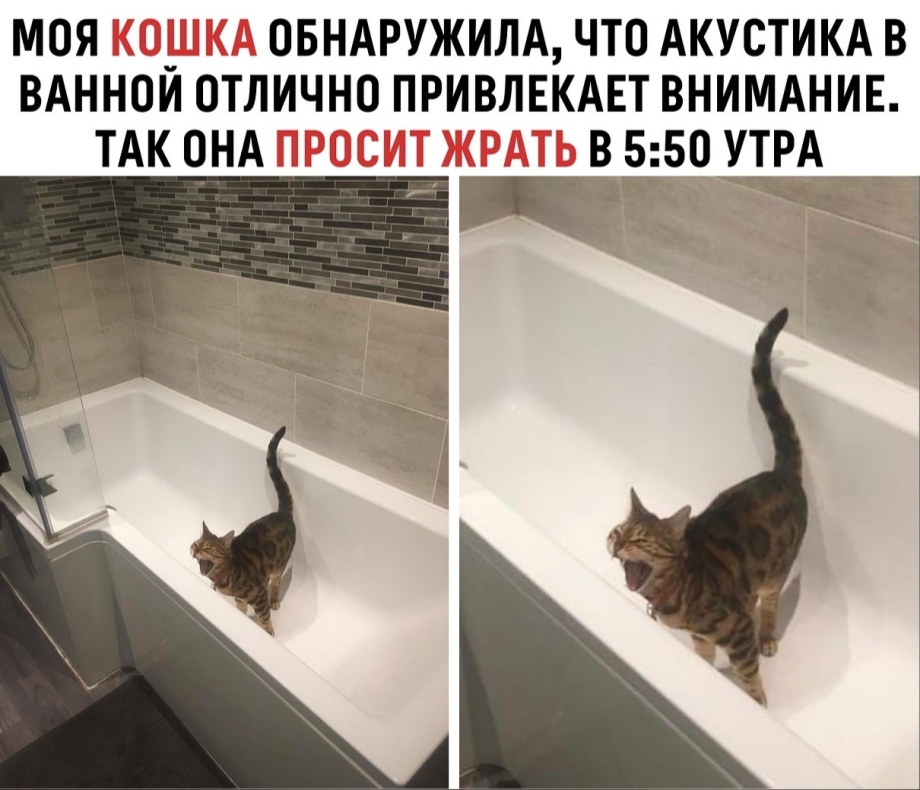 Орущий кот