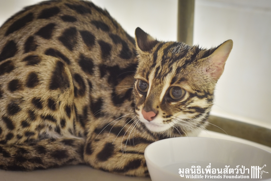 Бенгальская кошка