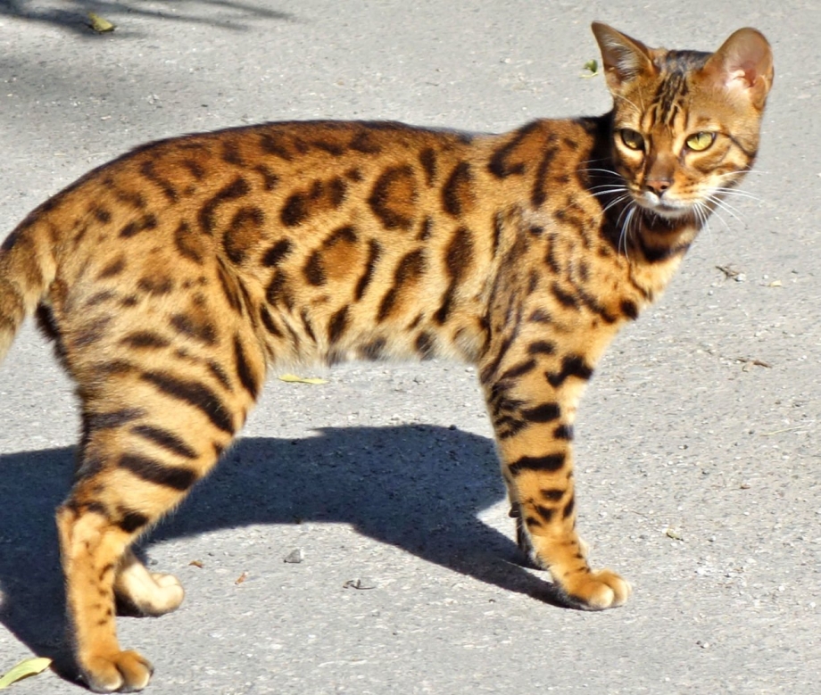 Бенгальская кошка