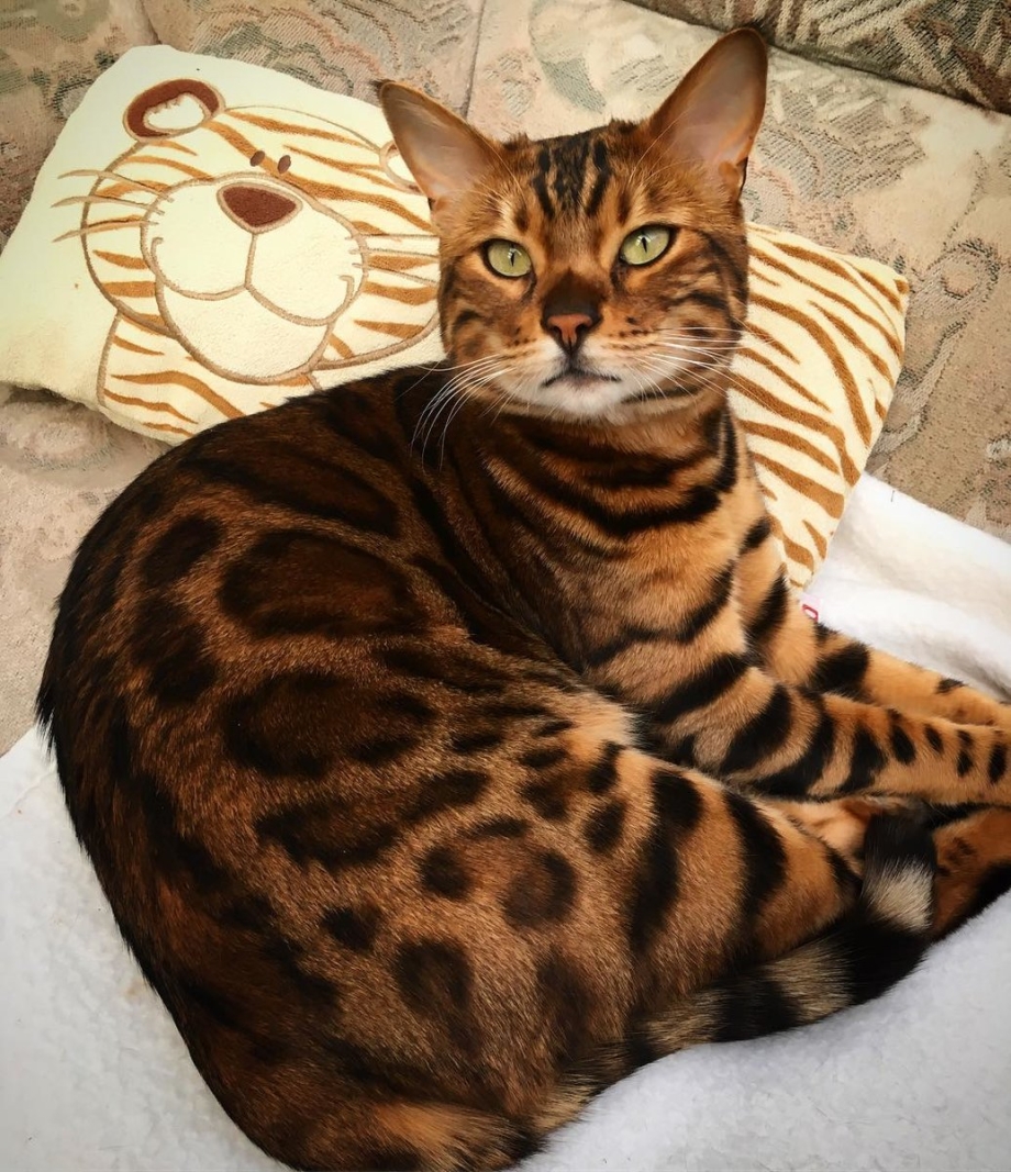 Бенгальский кот