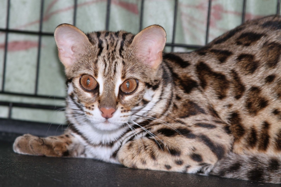 Бенгальская кошка тойгер