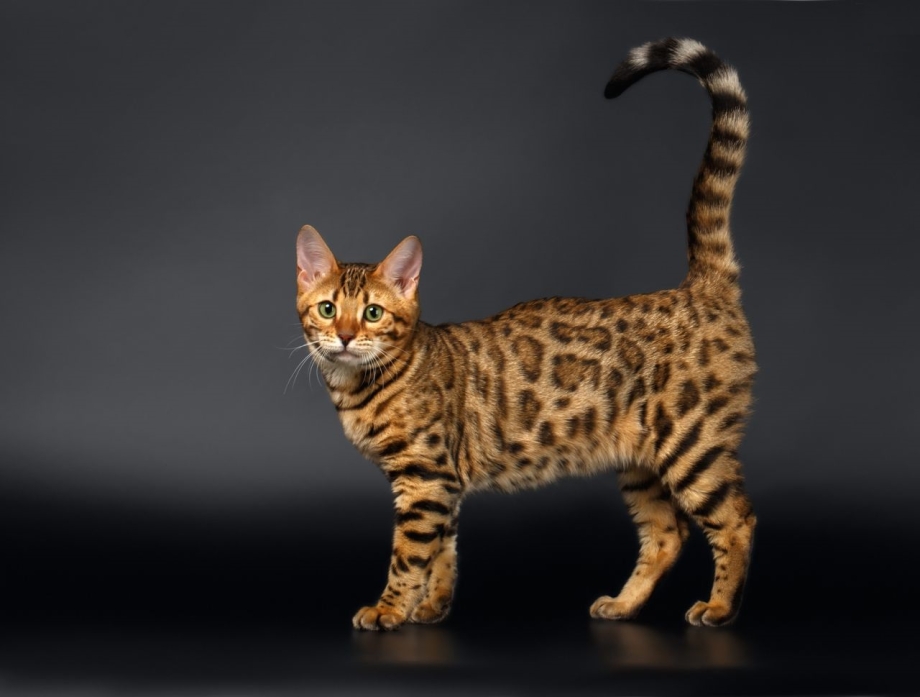 Азиатская леопардовая кошка алк