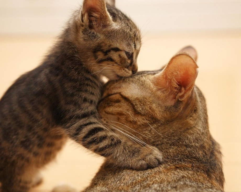 Котики обнимаются