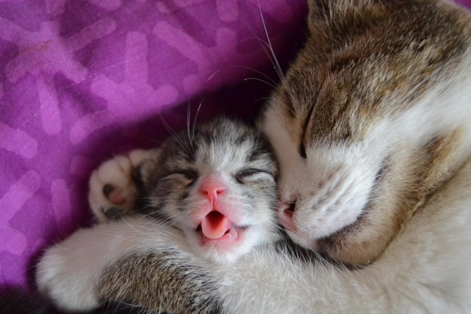 Кошка с котятами