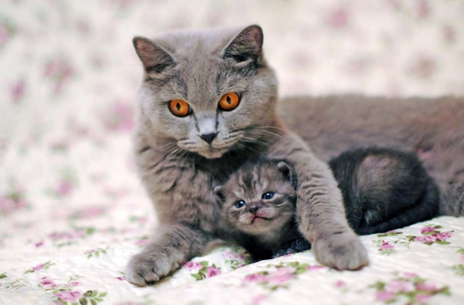 Кошка с котятами
