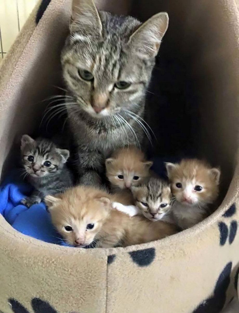Маленькие котята с мамой