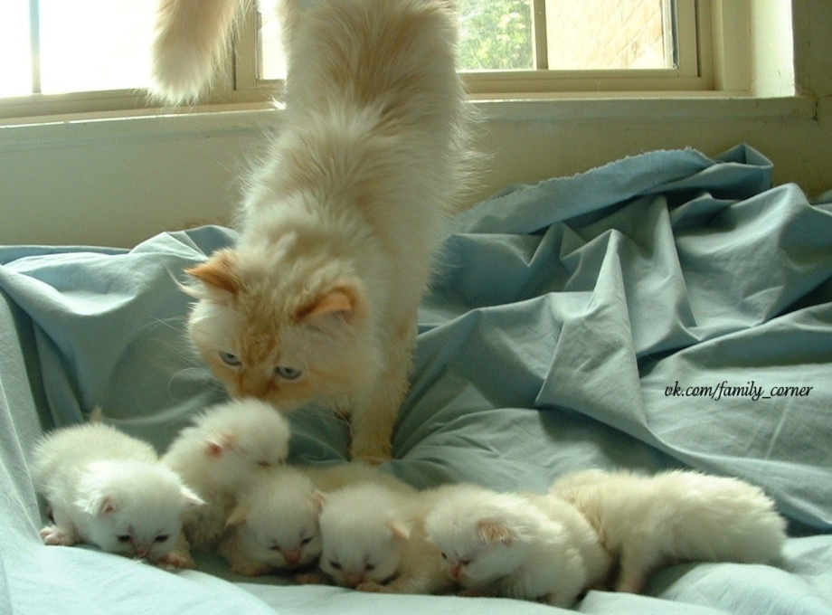 Недельные котята с мамой