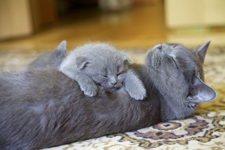 Кошка с котятами