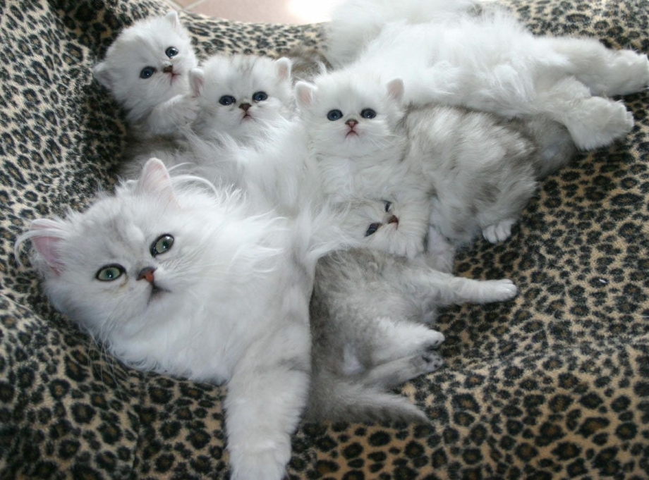 Белая кошка с котятами