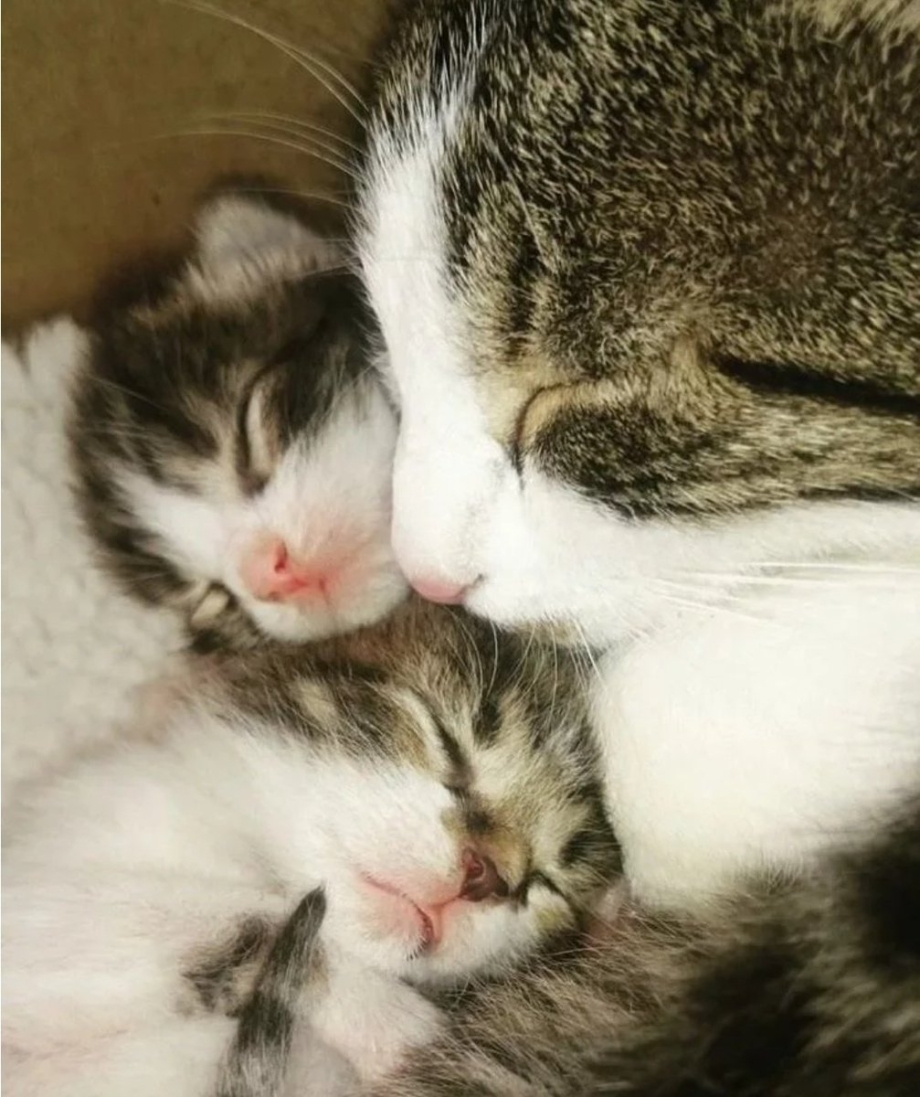 Кошка с двумя котятами