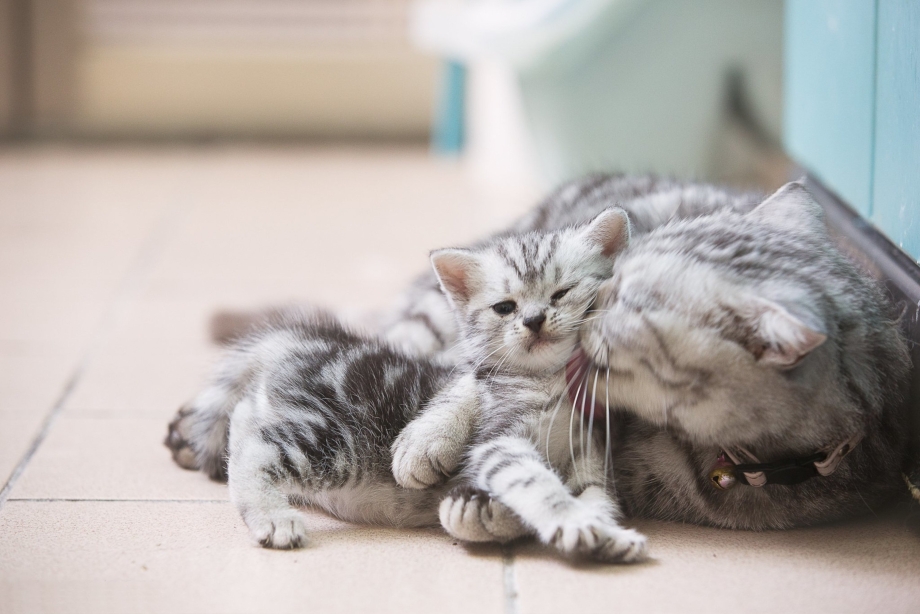 Котятки с мамой