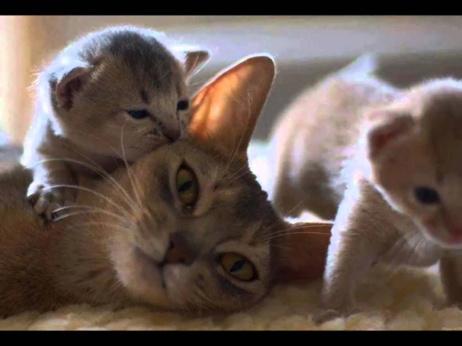 Кошки маленькие с мамой