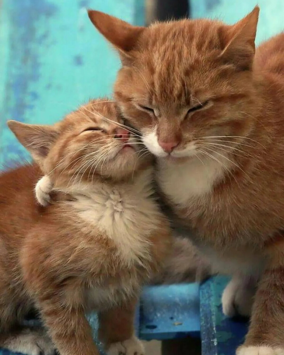 Мама кошка и котенок
