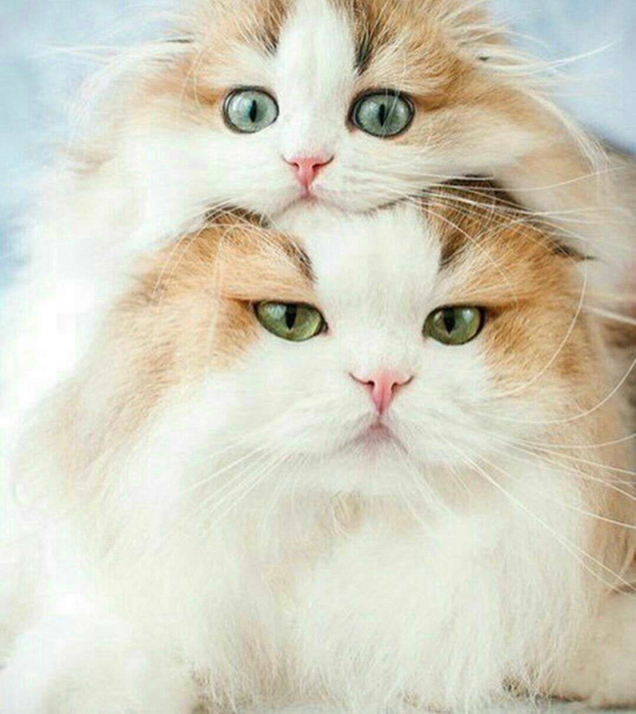 Кошки милота