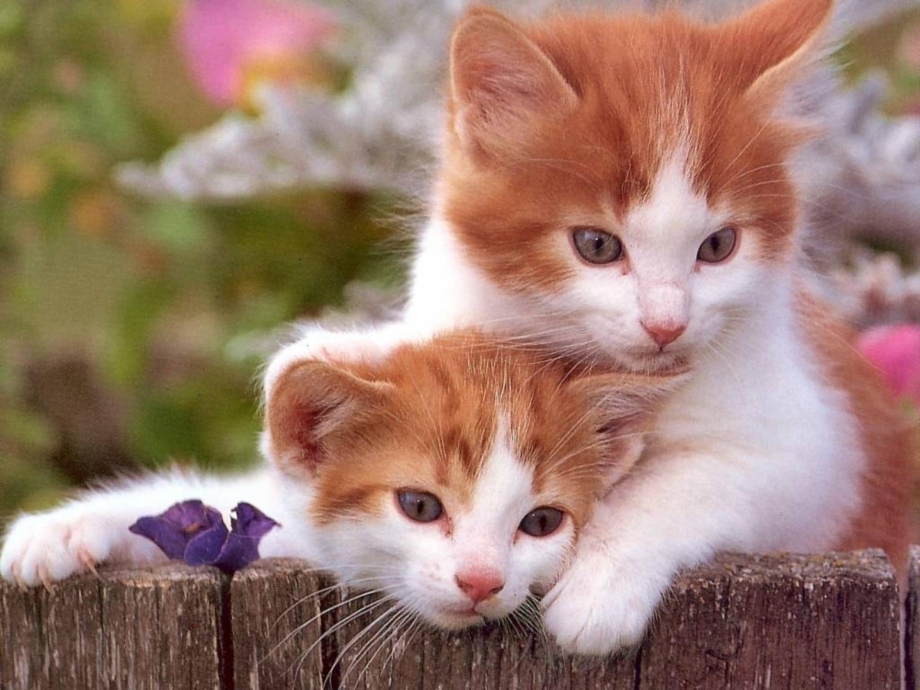 Озорные котята
