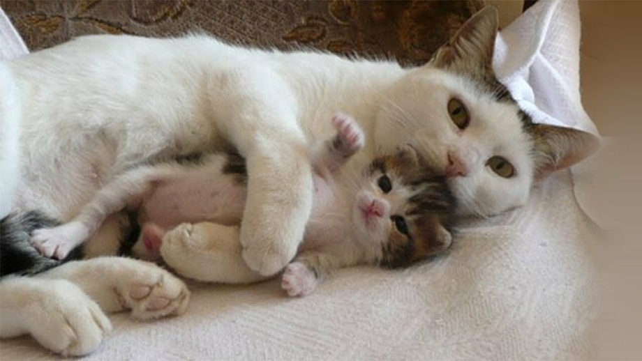 Маленькие котята с мамой