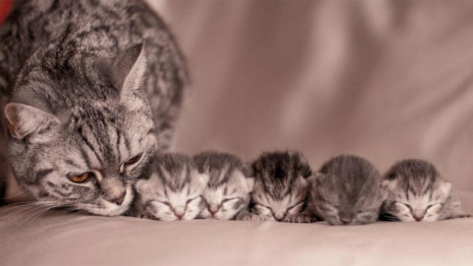 Кошка с маленькими котятами