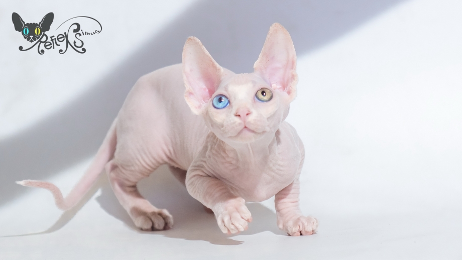 Дельф сфинкс кошка
