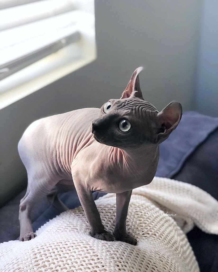 Эльф сфинкс кошка