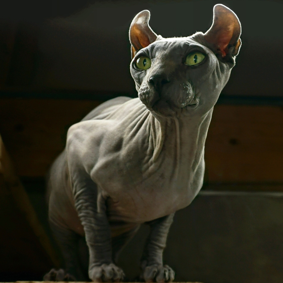 Эльф сфинкс кошка