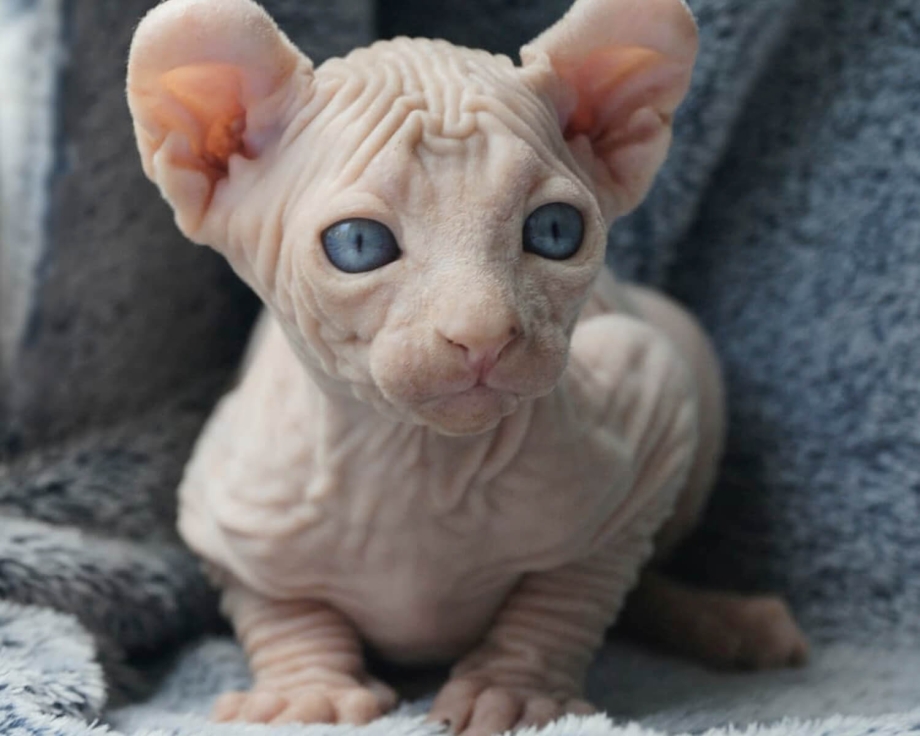 Сфинкс Эльф котенок